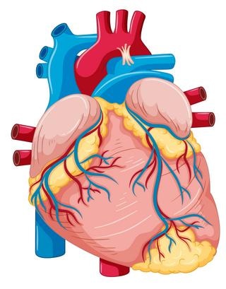 External Diagram of Human Heart