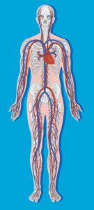 Human heart is located slightly tilted towards left side of body.