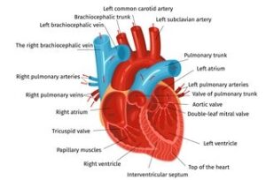 It is InterNAL Structure of Human Heart help us to understood Human Heart anatomy.